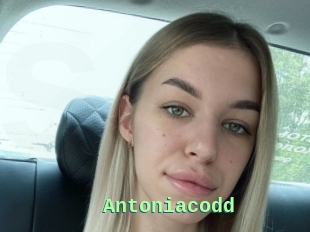 Antoniacodd