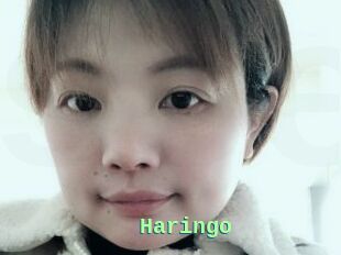 Haringo